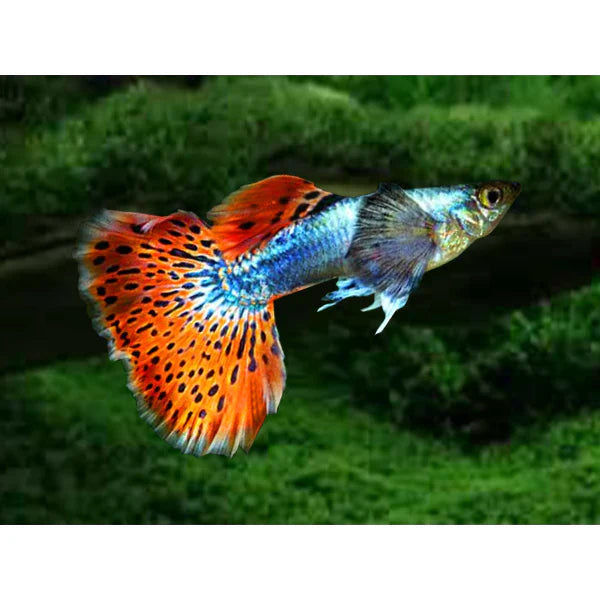 Dumbo Eared Mosaic Guppy
