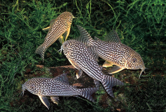 Sterbai Corydoras Catfish