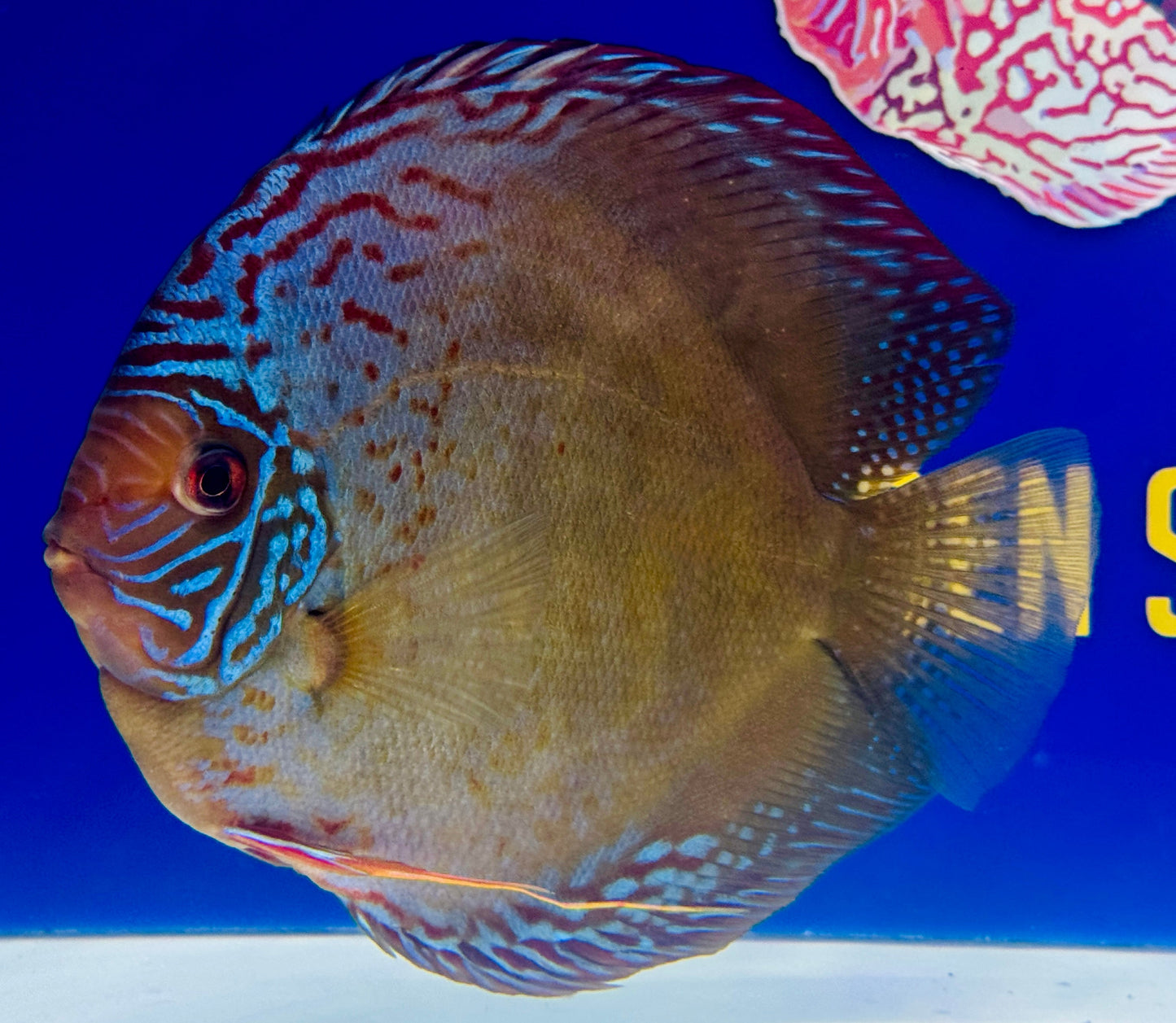 Wild Cross Jumbo Premium Discus 6.5-7"