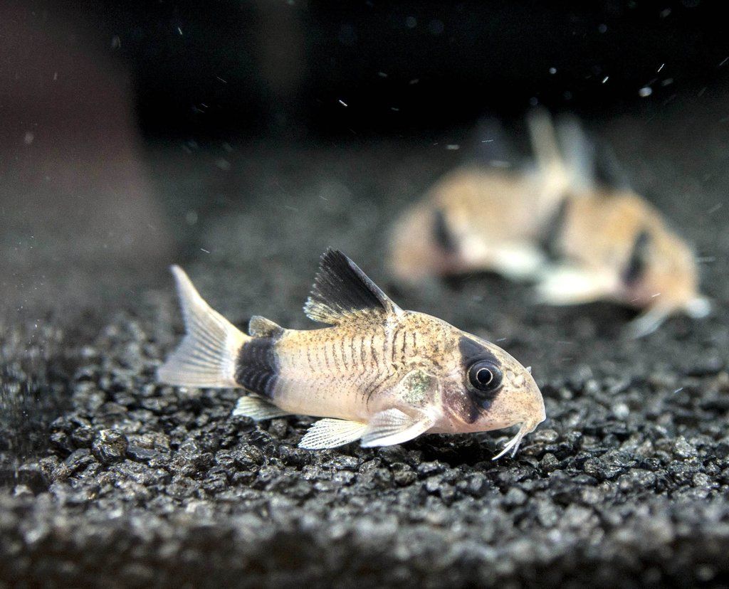 PANDA CORYDORAS CATFISH