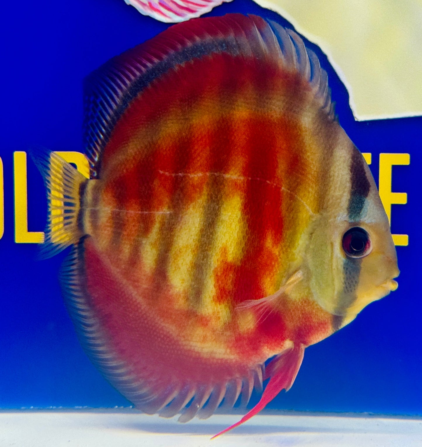 Ica Red Solid KL Discus 5-5.5” (WYSIWYG)