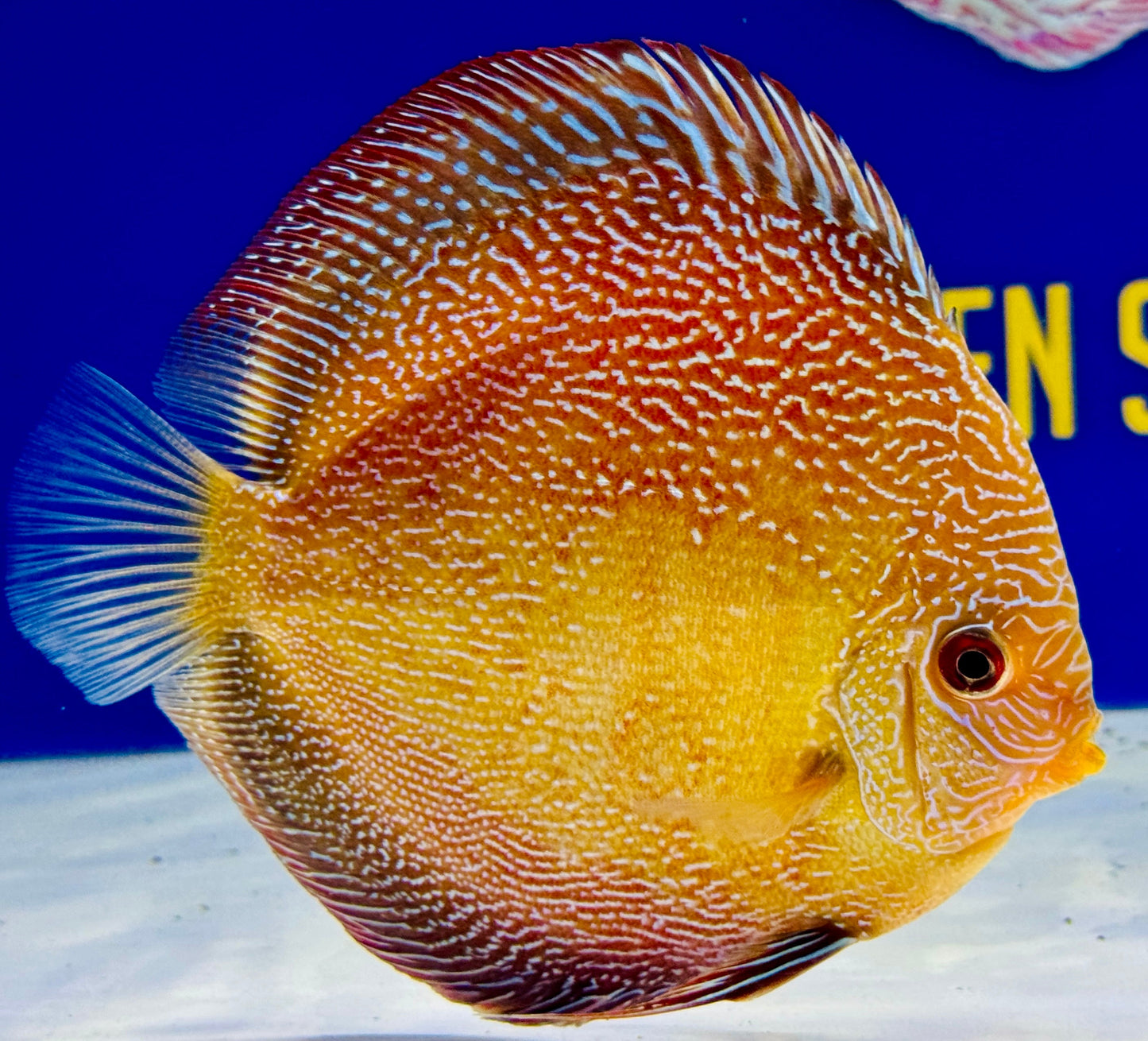 Red Scarlet Snakeskin Discus 5-5.5"