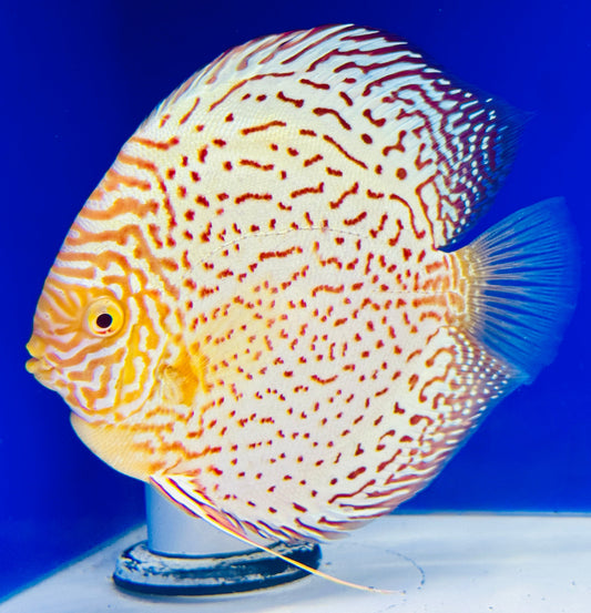 Albino Leopard Premium Discus 6-6.5"