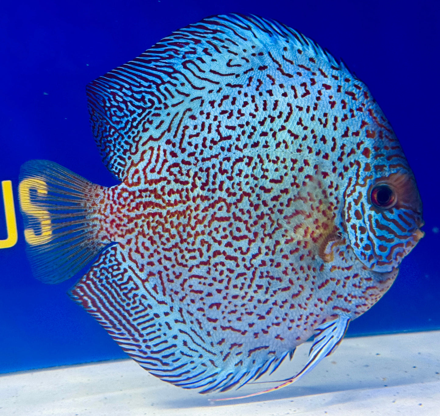 Viper King Jumbo Premium Discus (WYSIWYG)