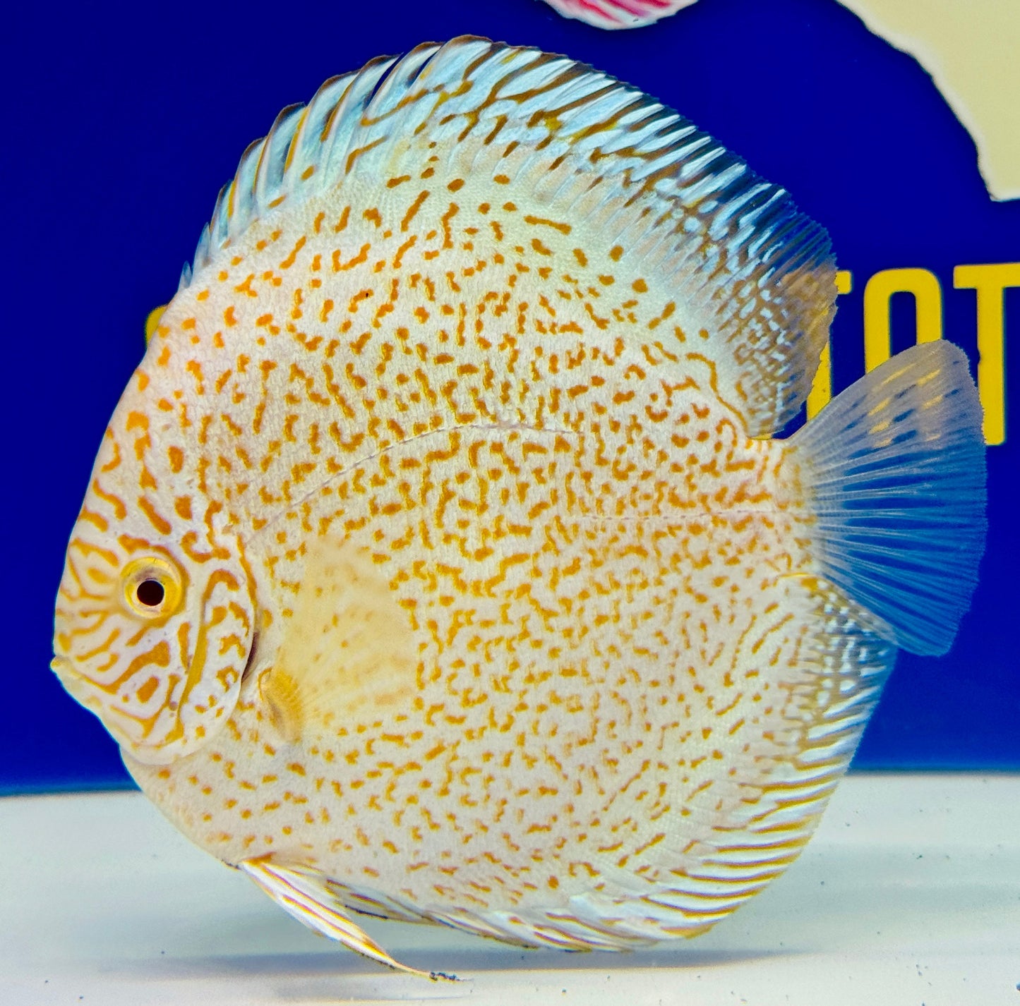 Albino Viper King Discus 5-5.5"