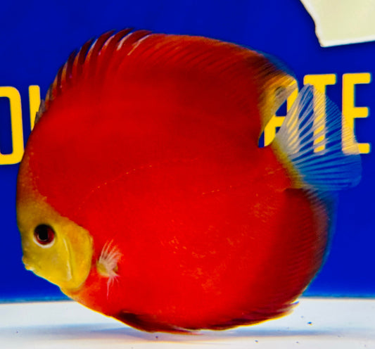 Red Cover Discus 5-5.5"