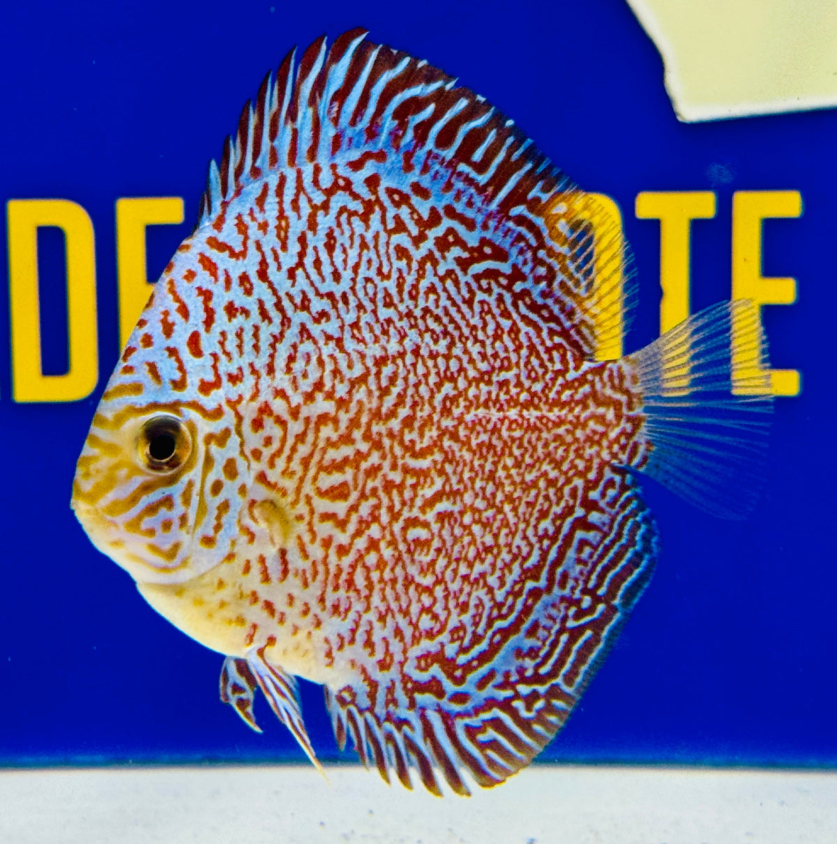 Viper King Discus 3-3.5"