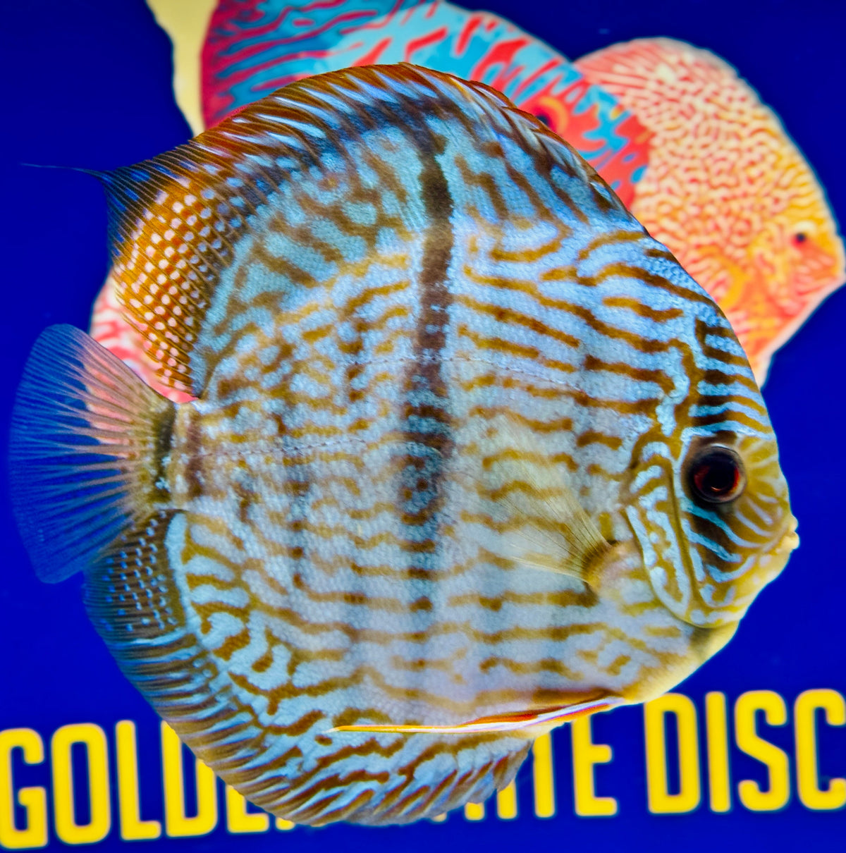Blue Turquoise Heckel Cross Jumbo Premium Discus 6.5-7"