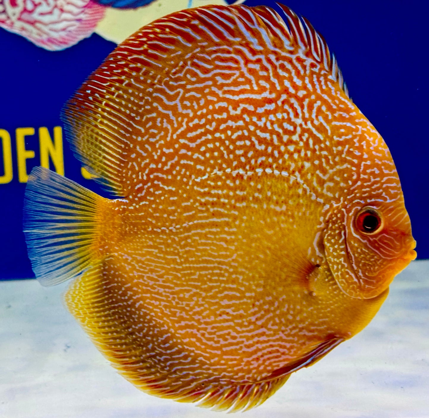 Red Scarlet Snakeskin Discus 5-5.5"