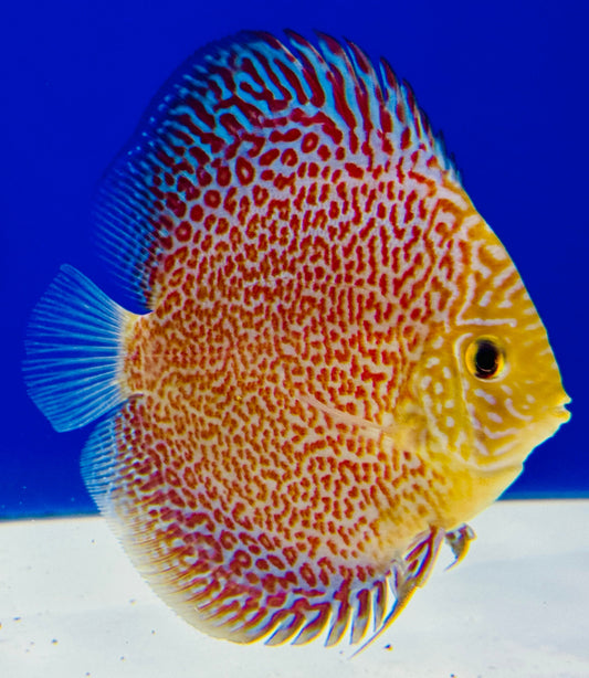 Ring Leopard Discus 4-4.5"