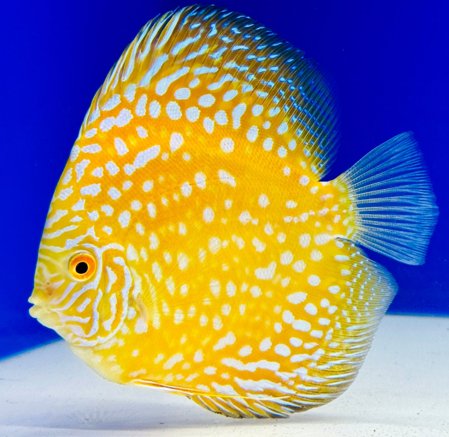 Yellow Pigeon Checkerboard Discus 5-5.5"