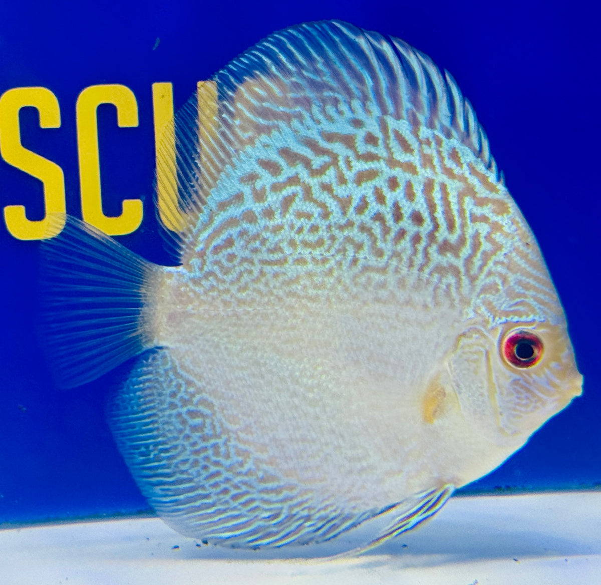 Blue Snakeskin Discus 4-4.5"