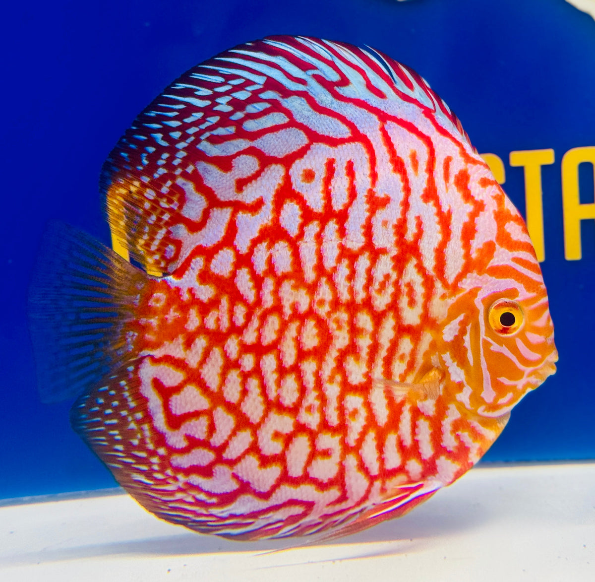 Majestic Pigeon Checkerboard Discus 5-5.5"