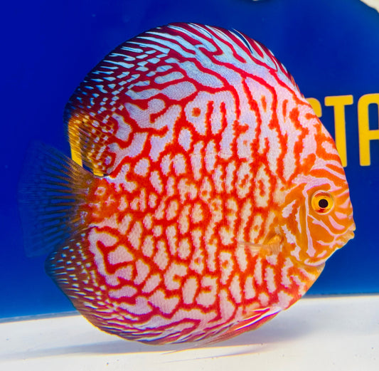 Majestic Pigeon Checkerboard Discus 5-5.5"