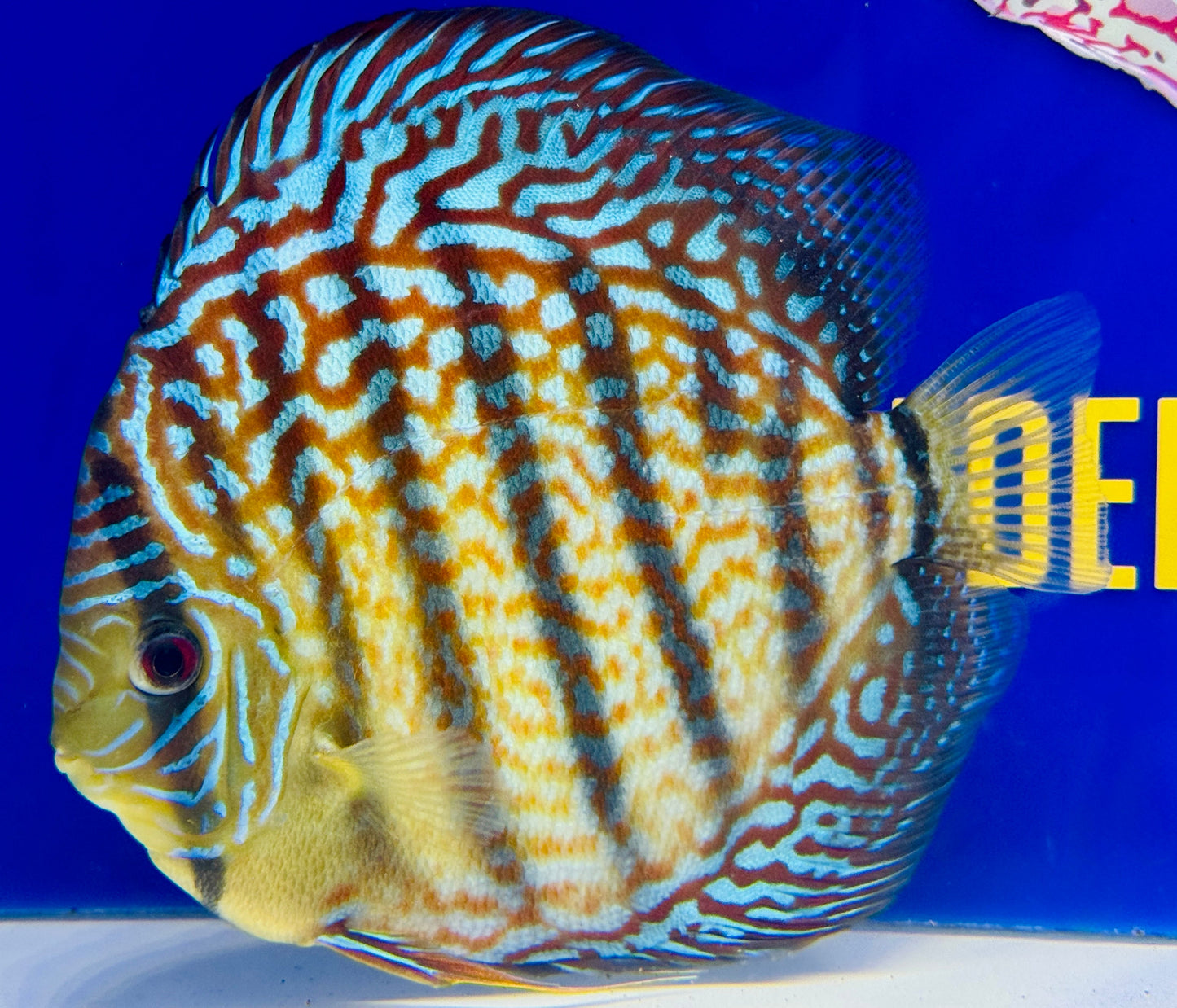 Maze Spotted KL Jumbo Premium Discus 6.5-7"