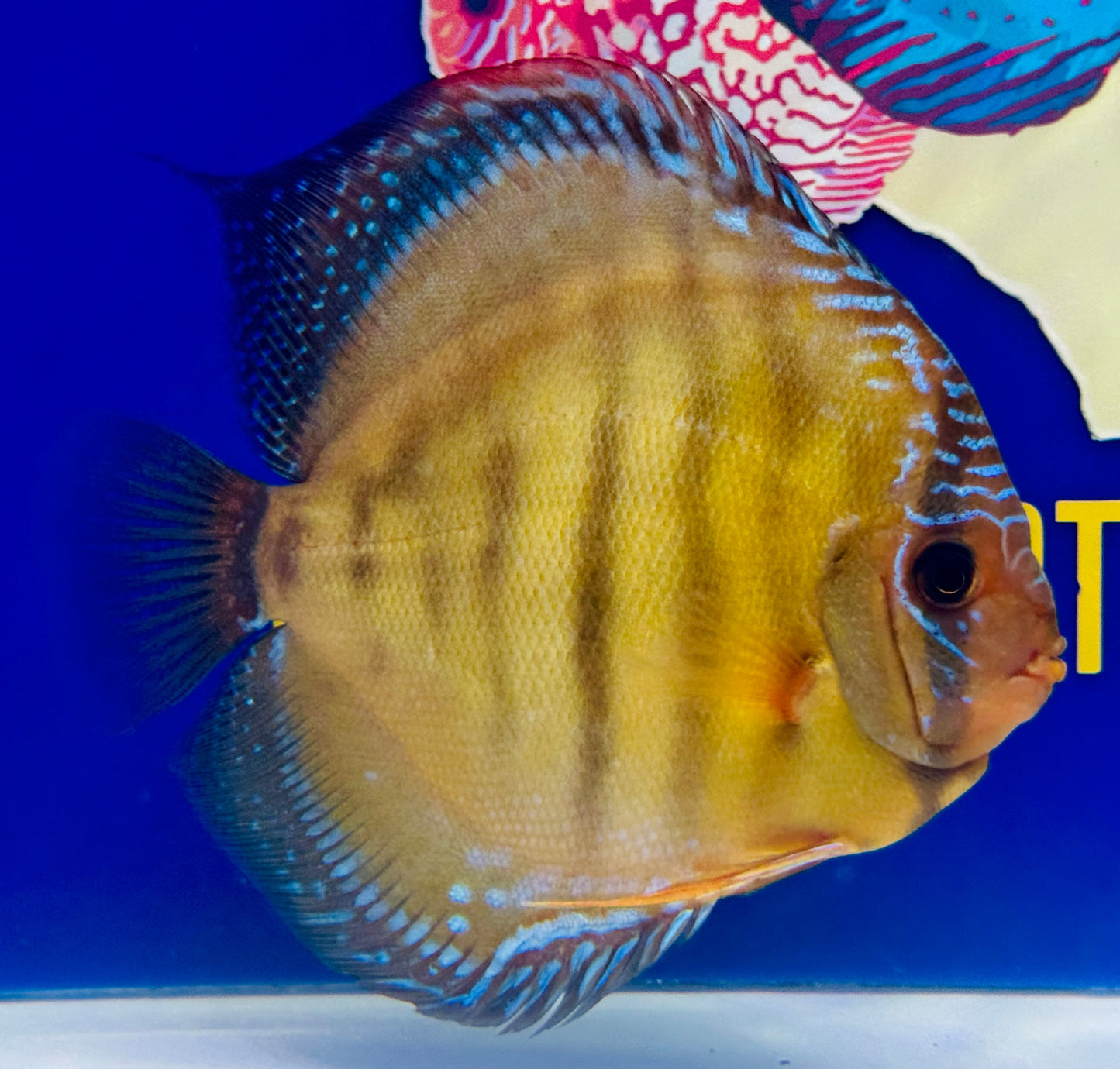 Red Cuipeua Cover Jumbo Premium Kl Discus 6.5-7"