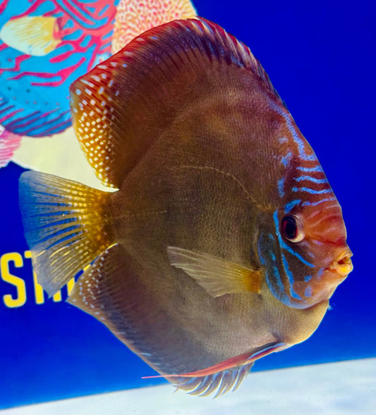 Wild Cross Jumbo Premium Discus 6.5-7"