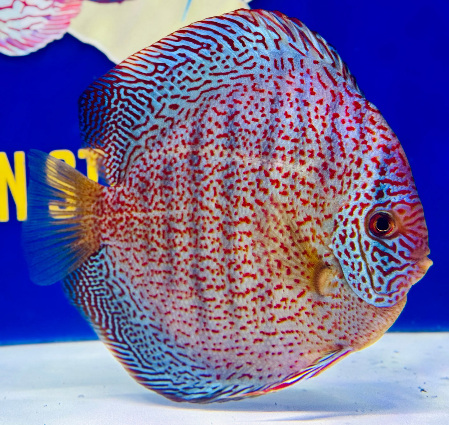 Viper King Discus Jumbo Premium 6.5-7"