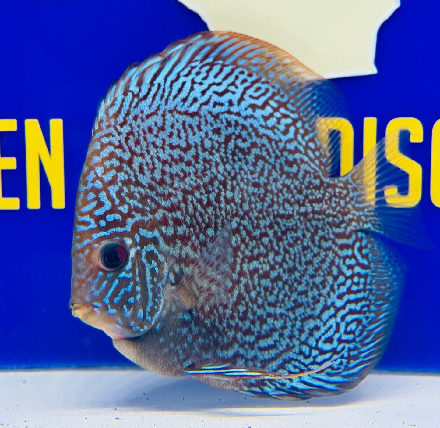 Majestic Fire Discus 5-5.5”