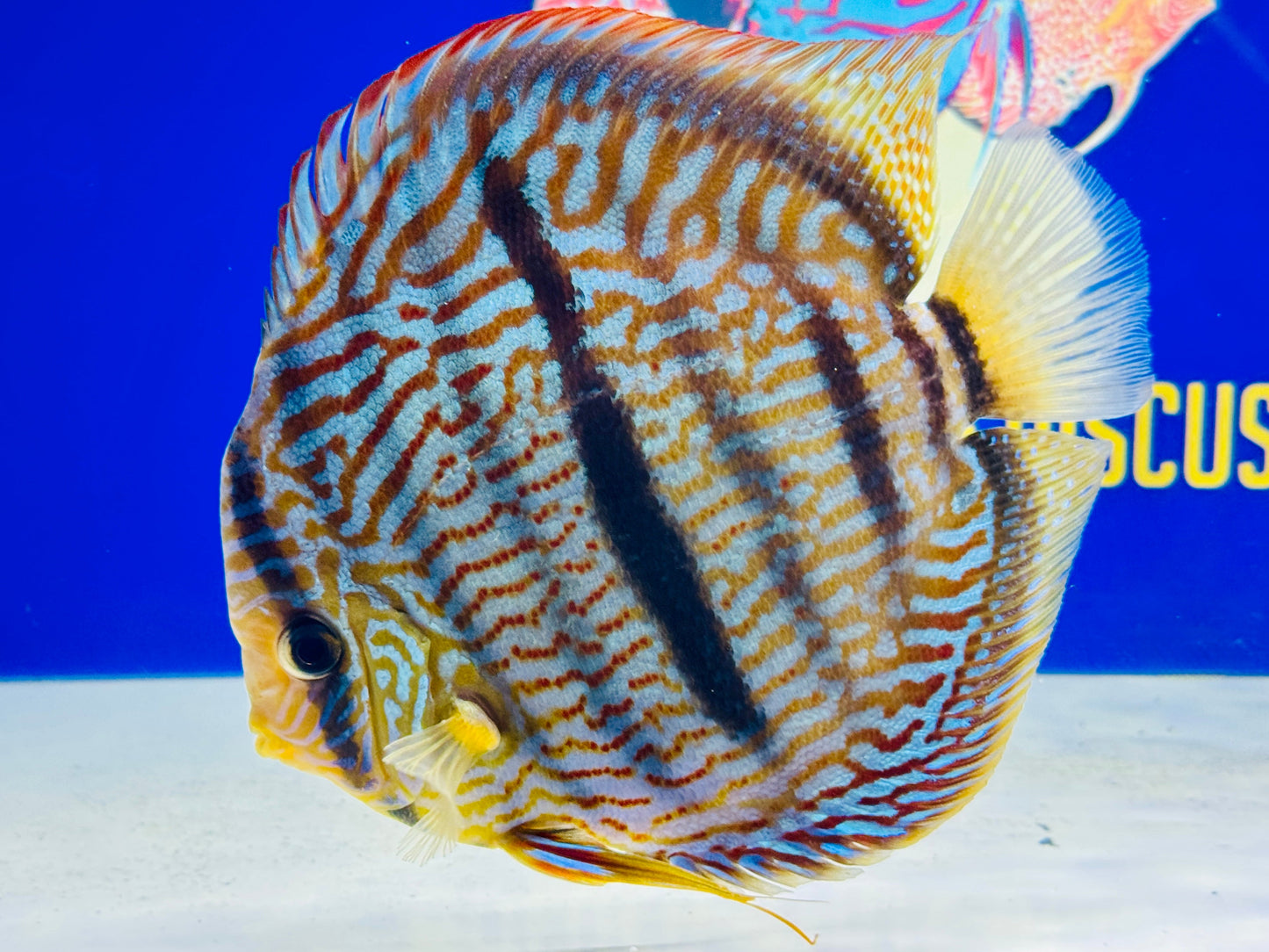 Royal Blue Heckel Cross Extra Jumbo Premium Discus 7-8” (WYSIWYG)