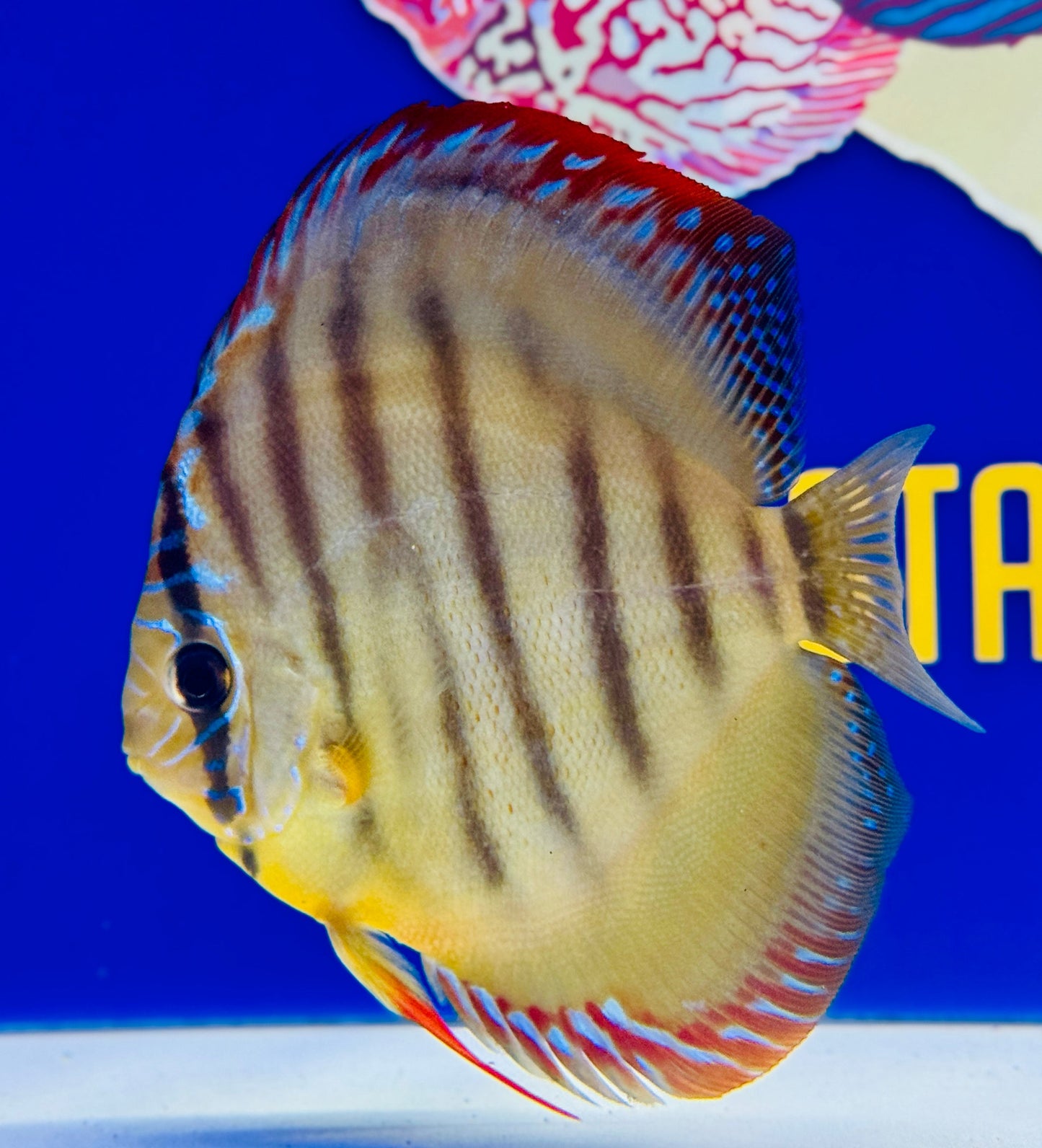 Paraconi Heckel Cross KL Discus 5-5.5” (WYSIWYG)