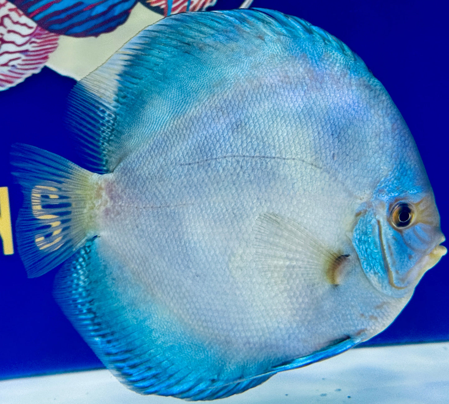 Reflection Deep Discus Jumbo Premium 6.5-7"