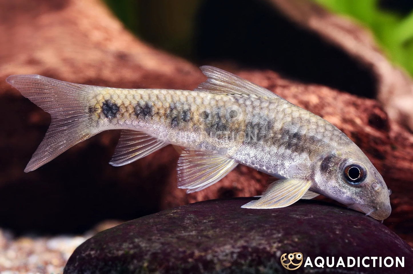 Garra Spilota Algae Eater