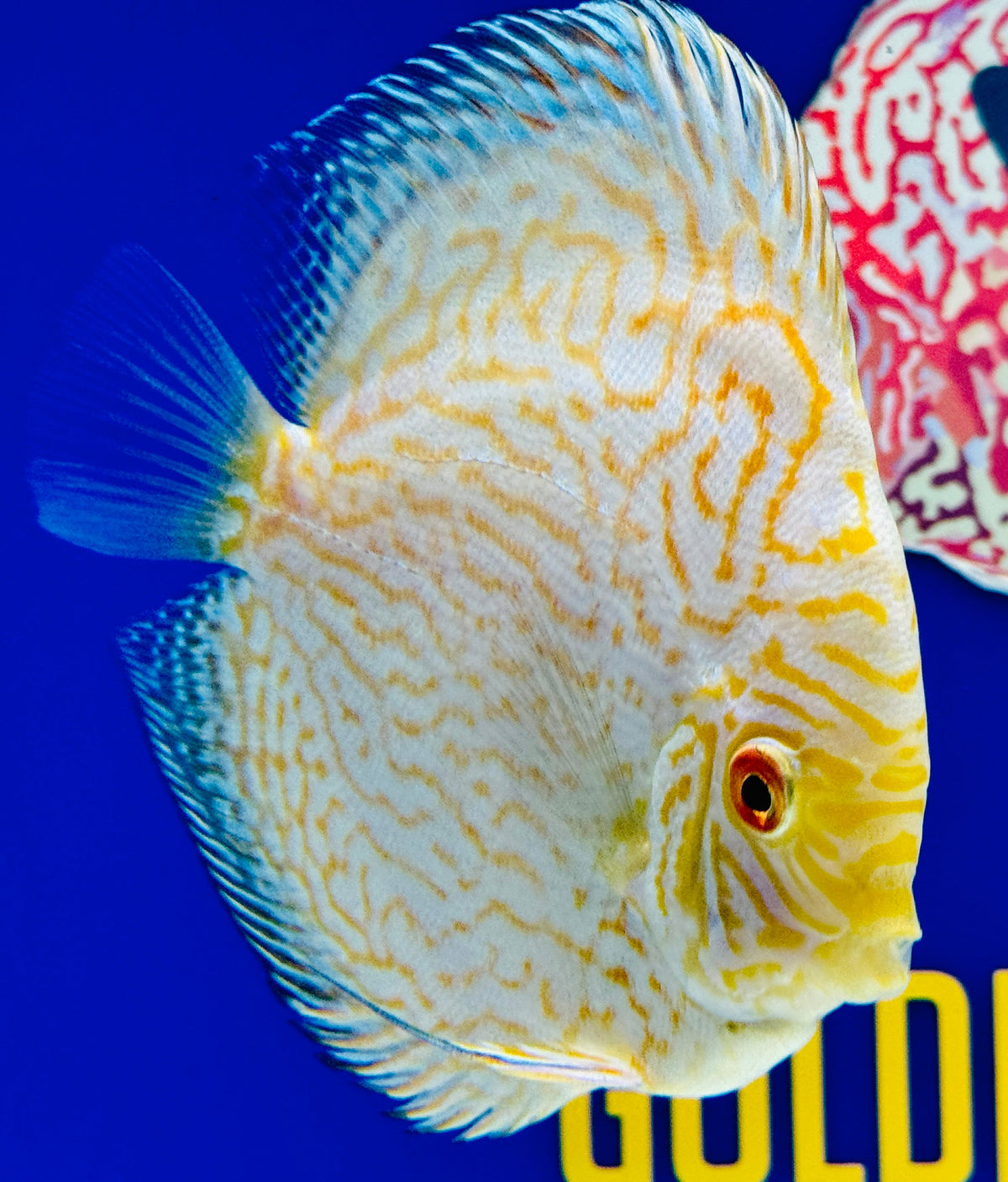 White Butterfly Discus 5-5.5"