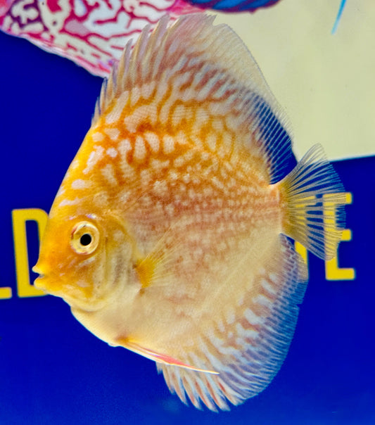 White Pigeon Checkerboard Discus 3-3.5"