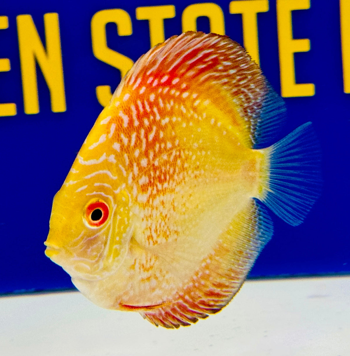 Pigeon Scarlet Snake Discus 3-3.5"
