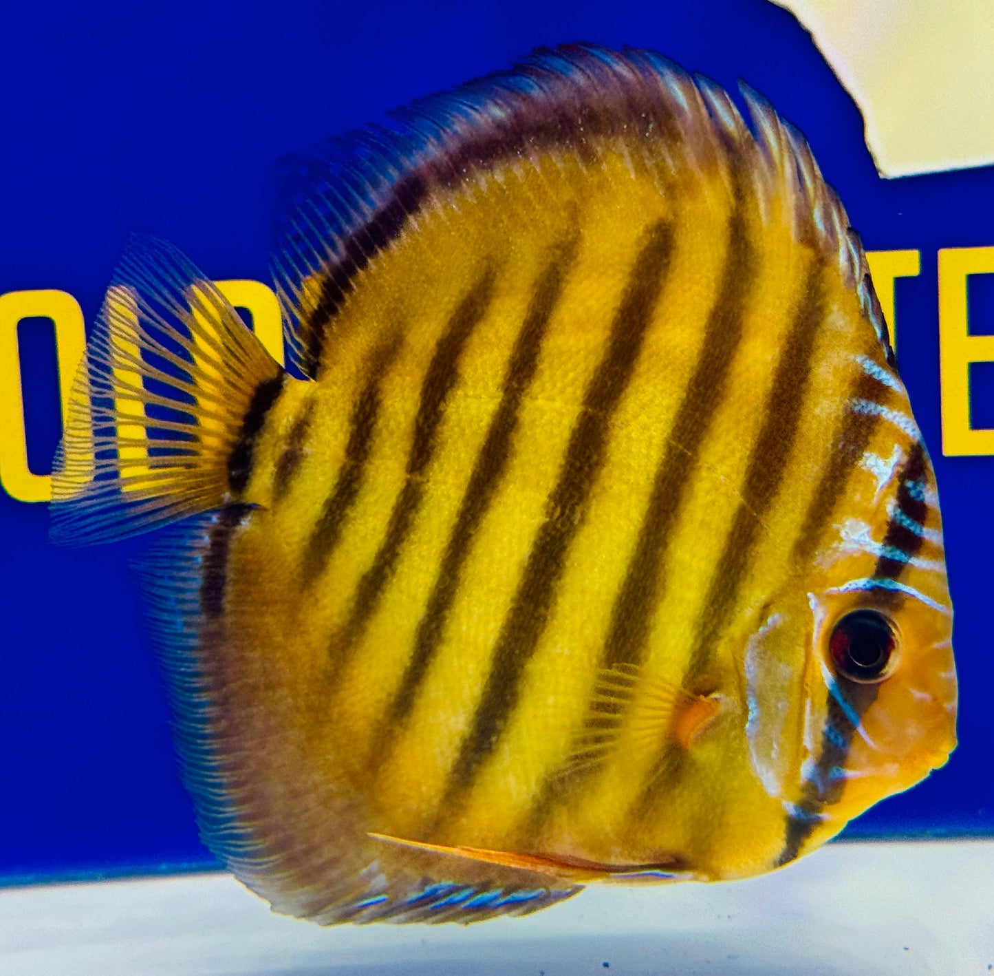 Red Catana Kl Discus 4.5-5"