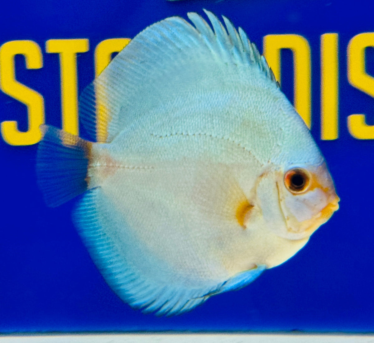 Blue Diamond Discus 3-3.5"