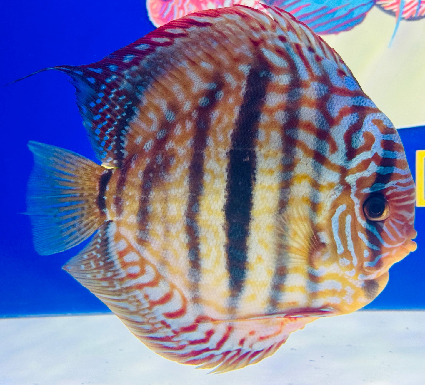 Royal Turquoise Heckle Cross KL Jumbo Premium Discus 6.5-7"