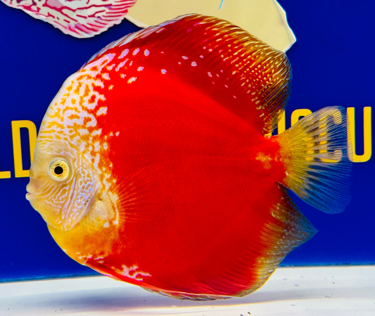 Moonstone Discus Premium Jumbo 6.5-7"