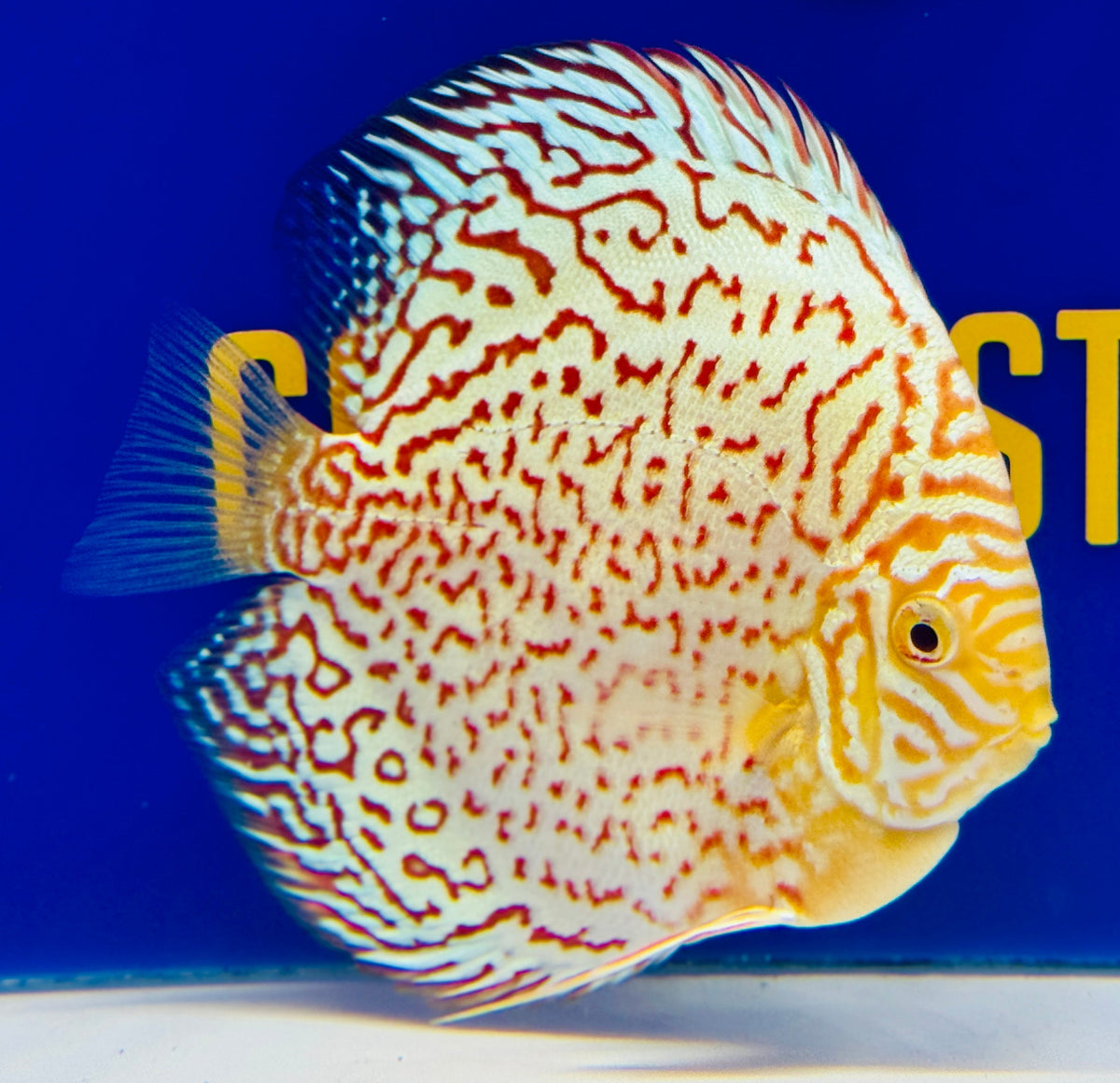Albino Leopard Discus 5-5.5"