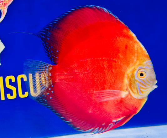 Moonstone Discus Premium Jumbo 6.5-7.5” (WYSIWYG)