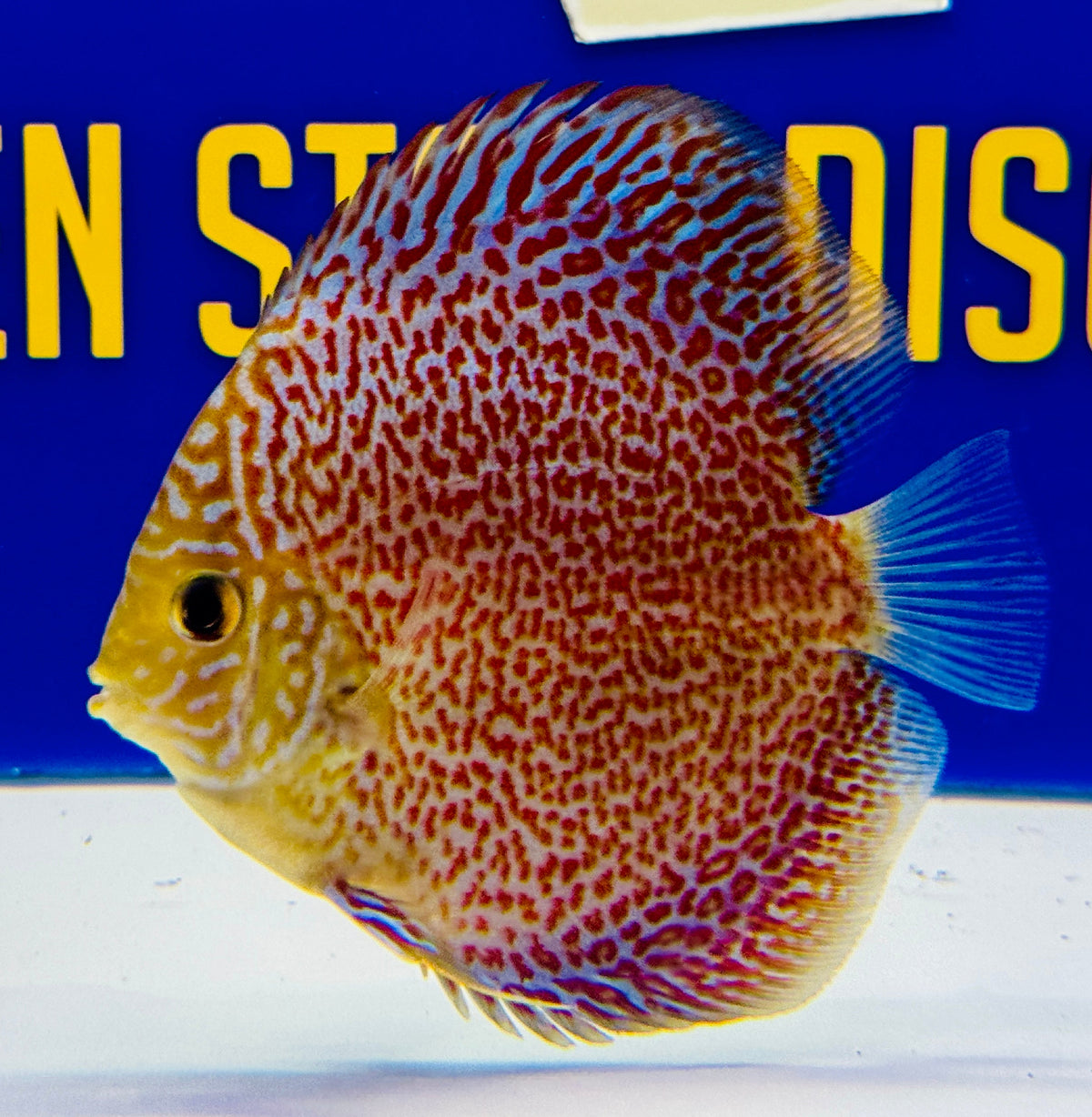Ring Leopard Discus 4-4.5"