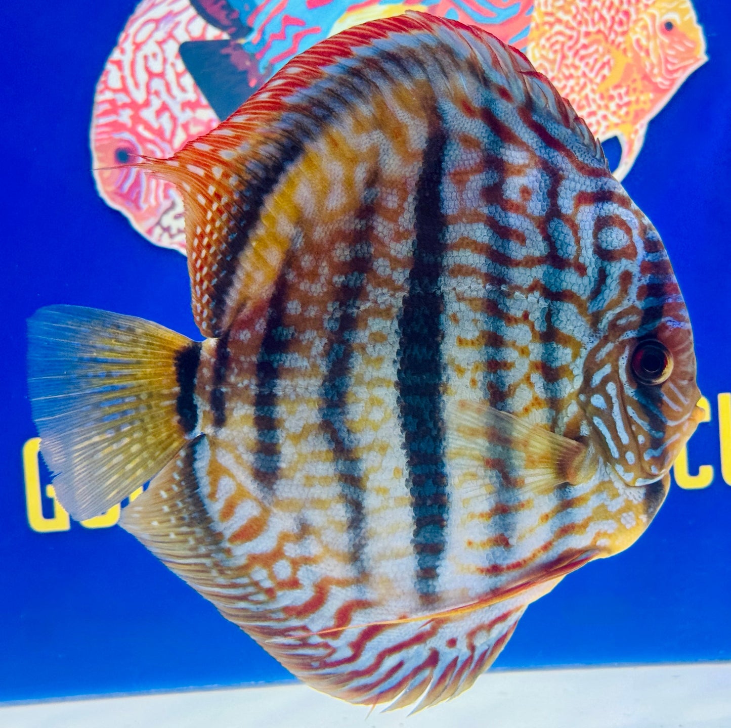 Royal Turquoise Heckle Cross KL Jumbo Premium Discus 6.5-7"