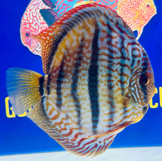 Royal Turquoise Heckle Cross KL Jumbo Premium Discus 6.5-7"