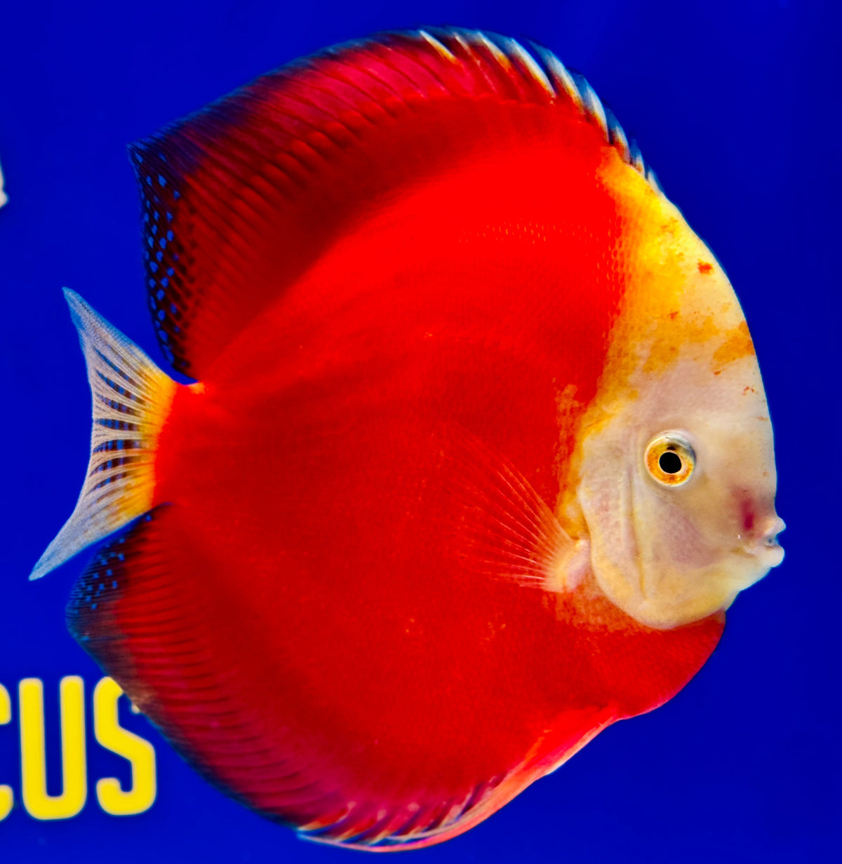 Red White Jumbo Premium Discus 6.5-7"