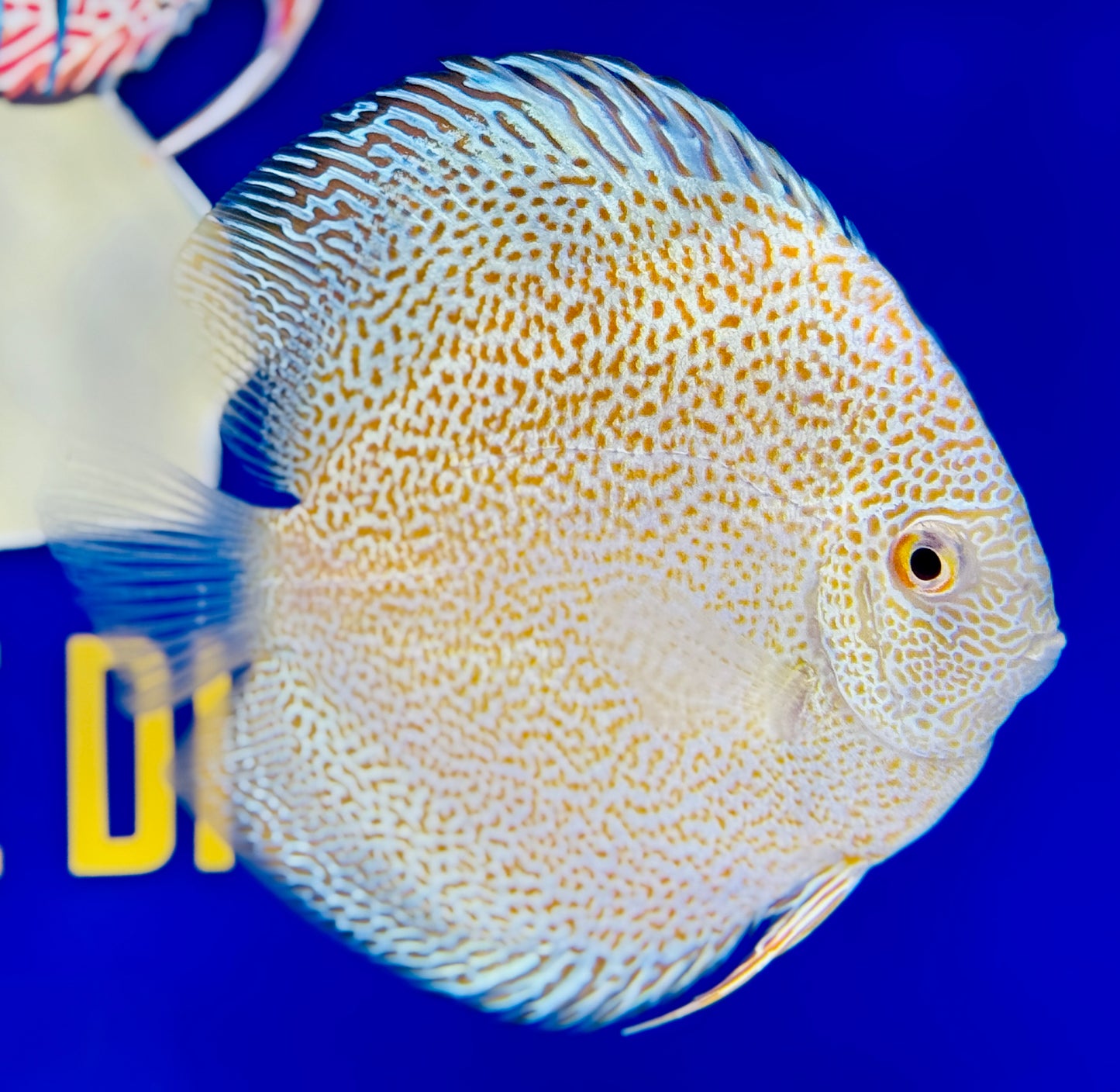 Albino Panthera Discus 4.5-5"