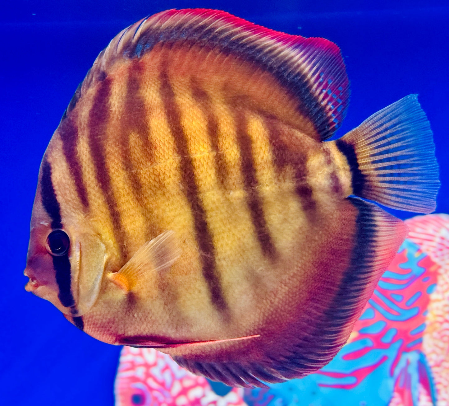 Sun Merah KL Jumbo Premium Discus 6.5-7"