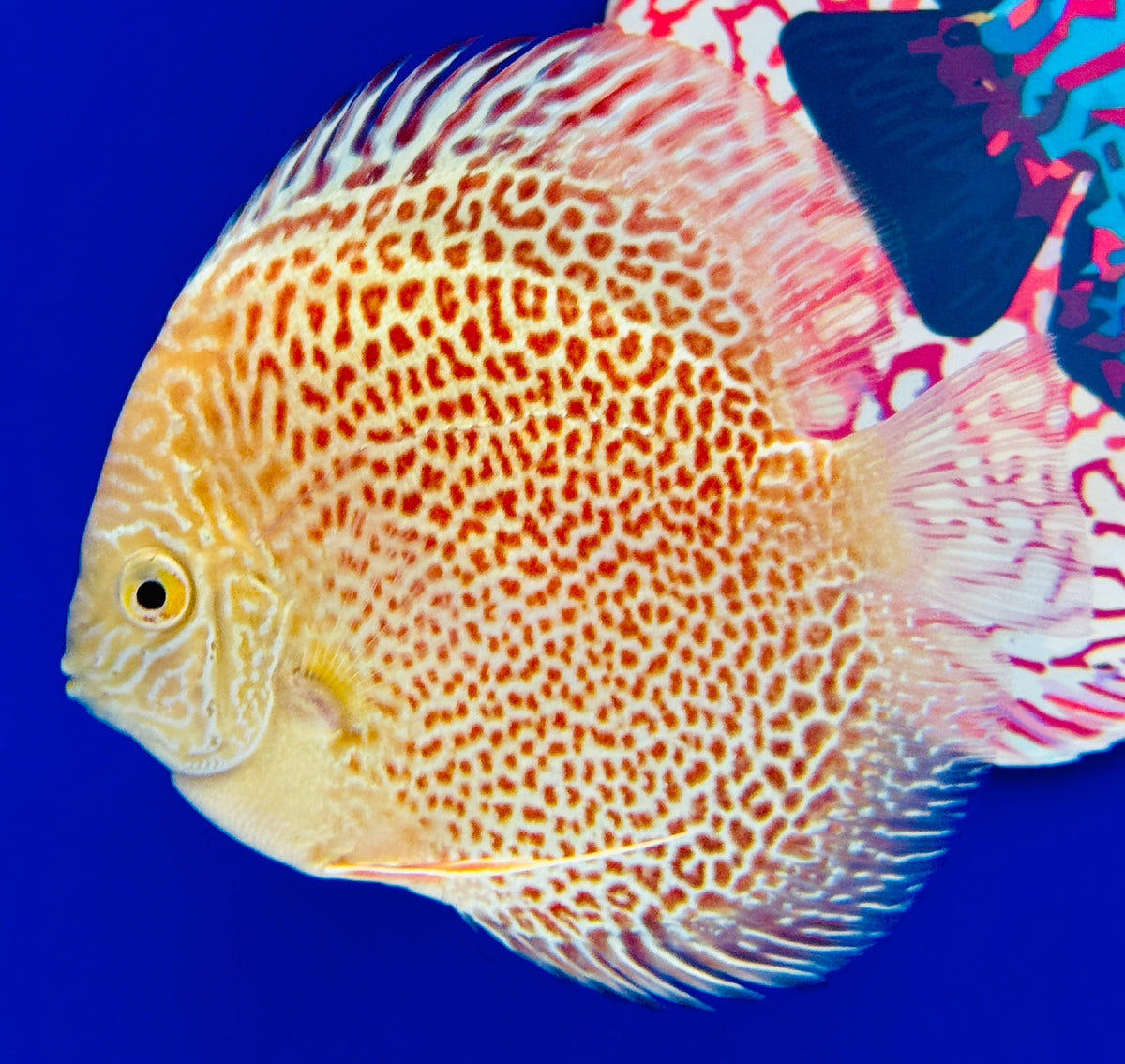 Albino Leopard Snake Discus 4-4.5"