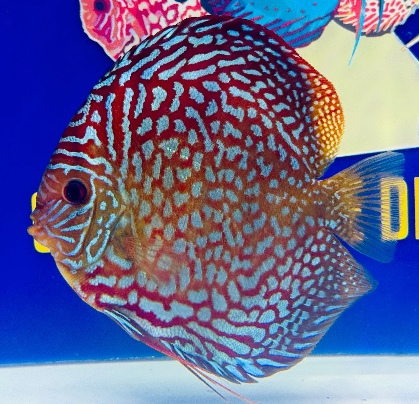 Starlight Galaxy Jumbo Premium Discus 6.5-7"