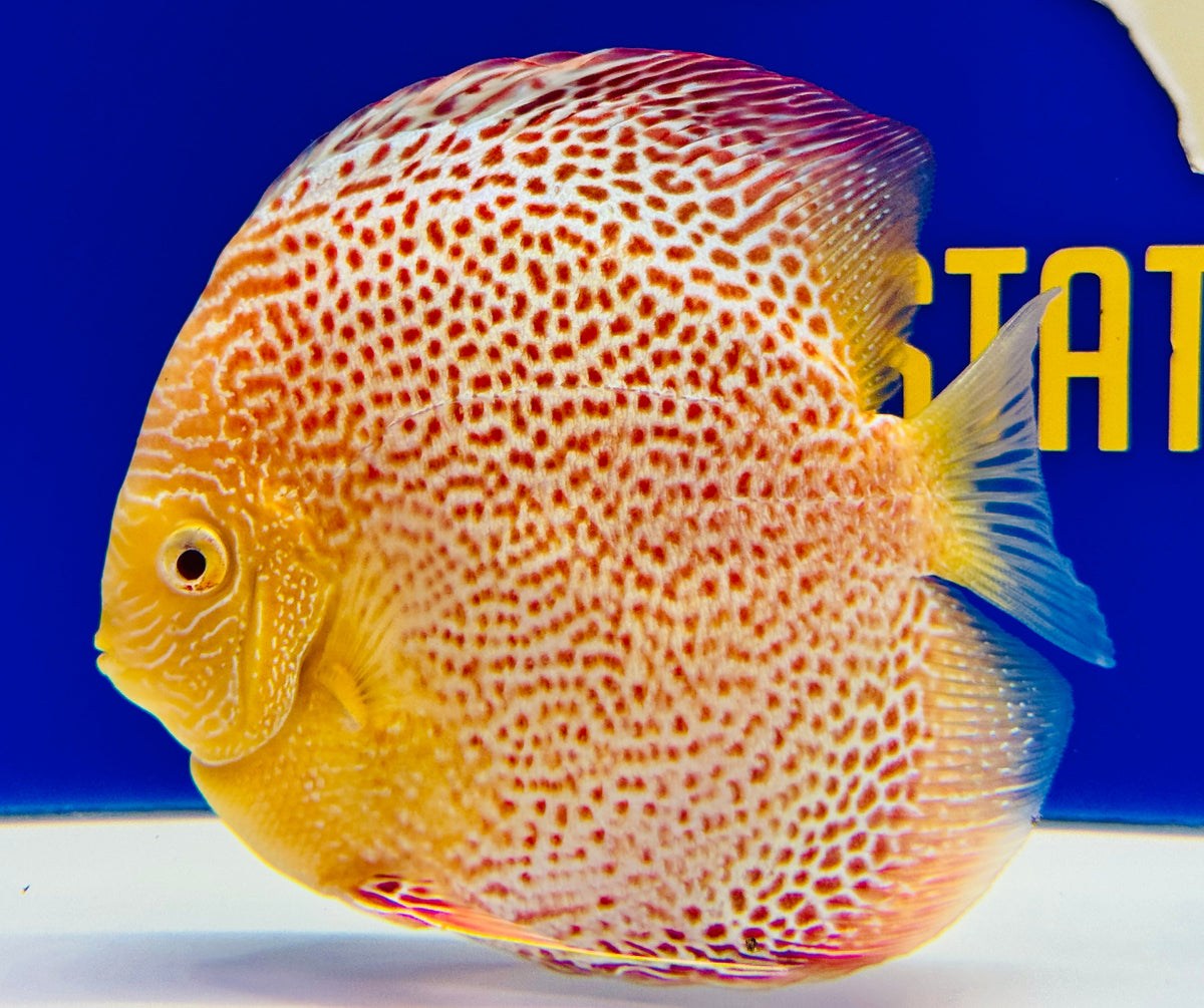 Albino Leopard Snake Premium Discus 6-6.5"