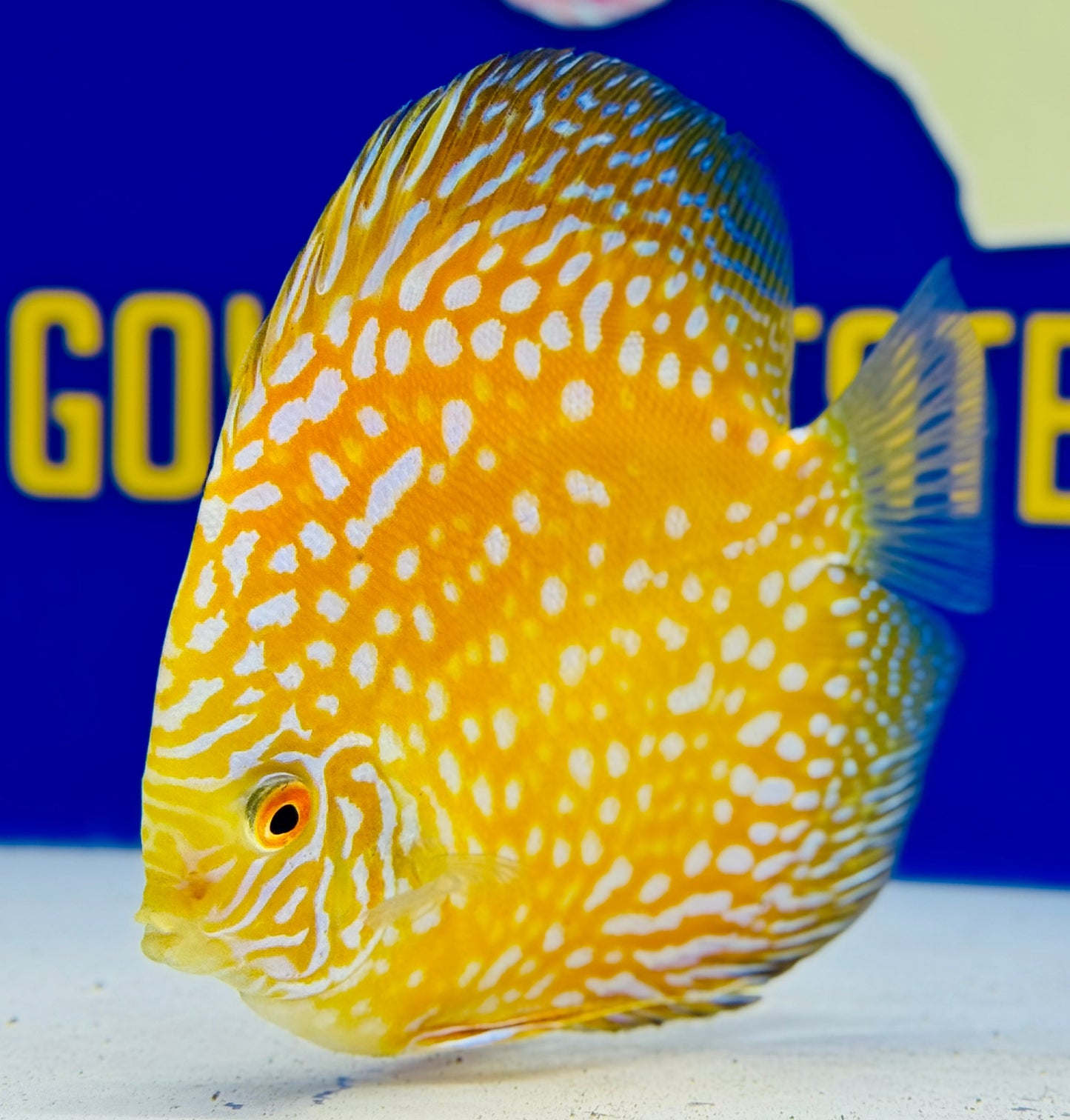 Yellow Pigeon Checkerboard Discus 5-5.5"