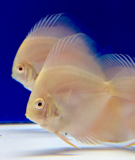 Albino Pearl Diamond Discus 3-3.5"