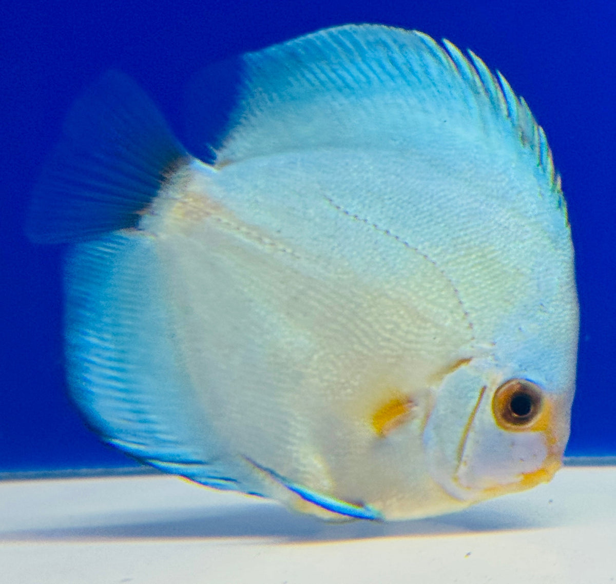 Blue Diamond Discus 3-3.5"
