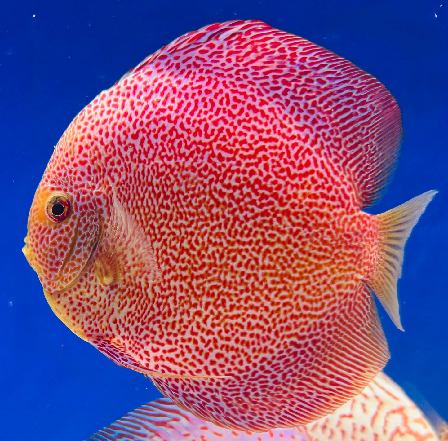 Panthera Discus Premium 6-6.5"