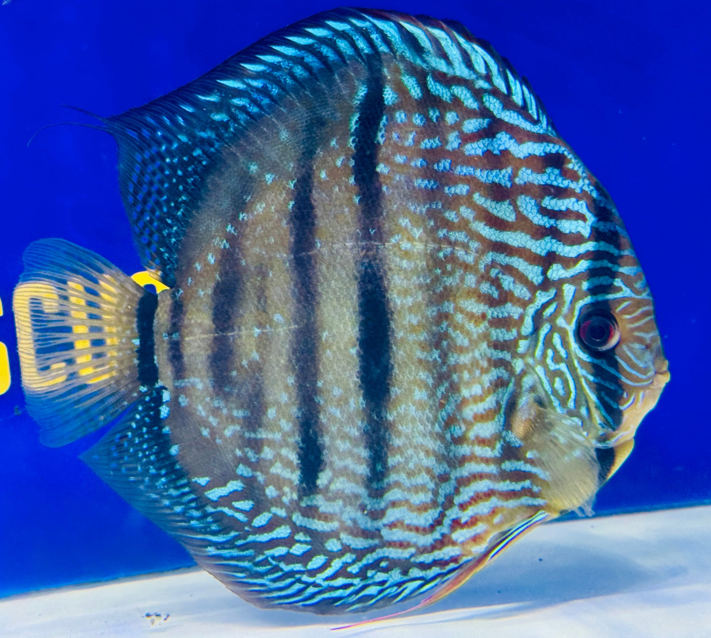 Royal Blue Heckel Cross Jumbo Premium Kl Discus 6.5-7"